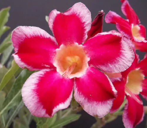 Semi rosa del deserto - semi,